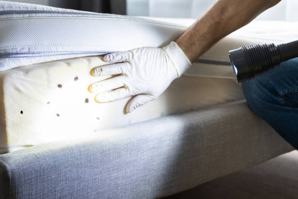 Best Affordable Pest Control Services  in Santa Ana, CA