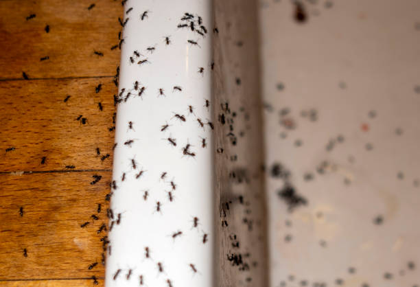 Reliable Santa Ana, CA Pest Control Solutions