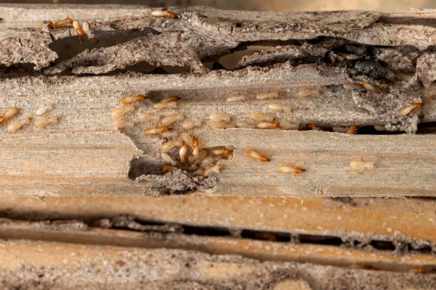 Spider Control Near Me in Santa Ana, CA